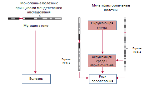 Наследственность Наследственность